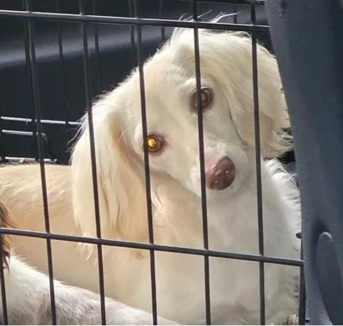 A young small-sized female White / Cream Dachshund (Miniature Long Haired) dog named Gisele for adoption in Mary Esther, FL