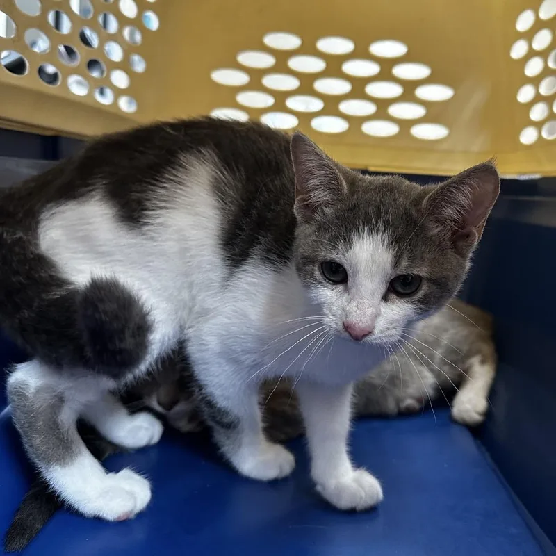 A baby small-sized female White Domestic Short Hair cat named Bertha for adoption in Birmingham, AL