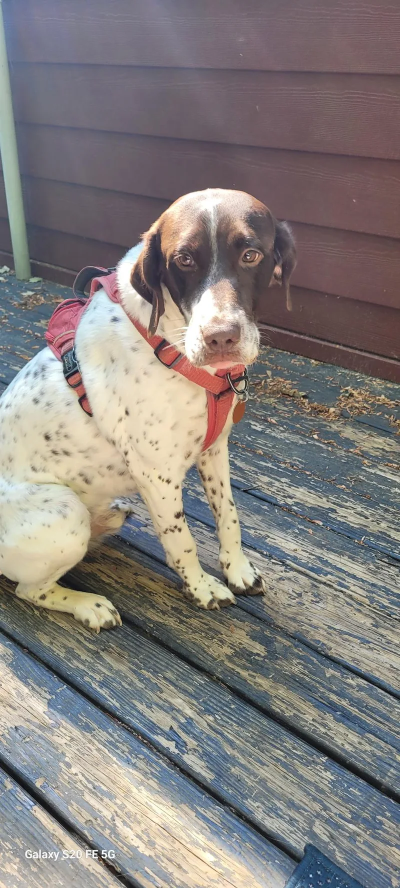 An adult large-sized male German Shorthaired Pointer dog named Kamir for adoption in Alexandria, VA