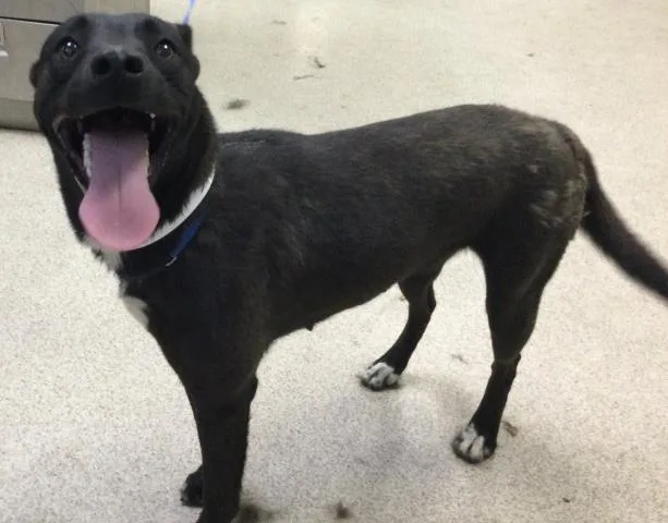 A young large-sized female Belgian Shepherd / Malinois dog named Tilly for adoption in Riverside, CA