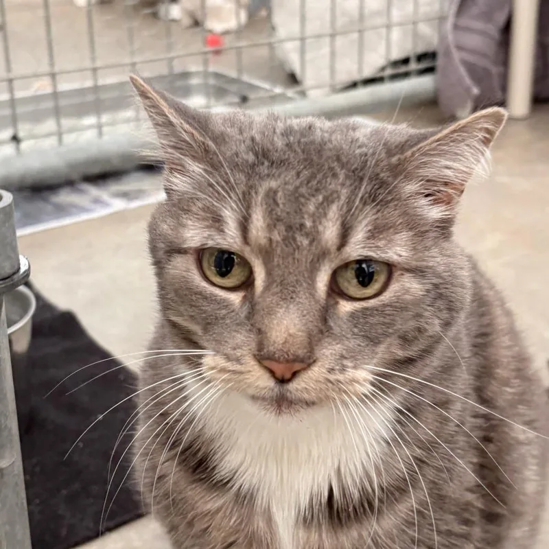 A senior large-sized female Gray / Blue / Silver Domestic Short Hair cat named Gracie for adoption in Taos, NM