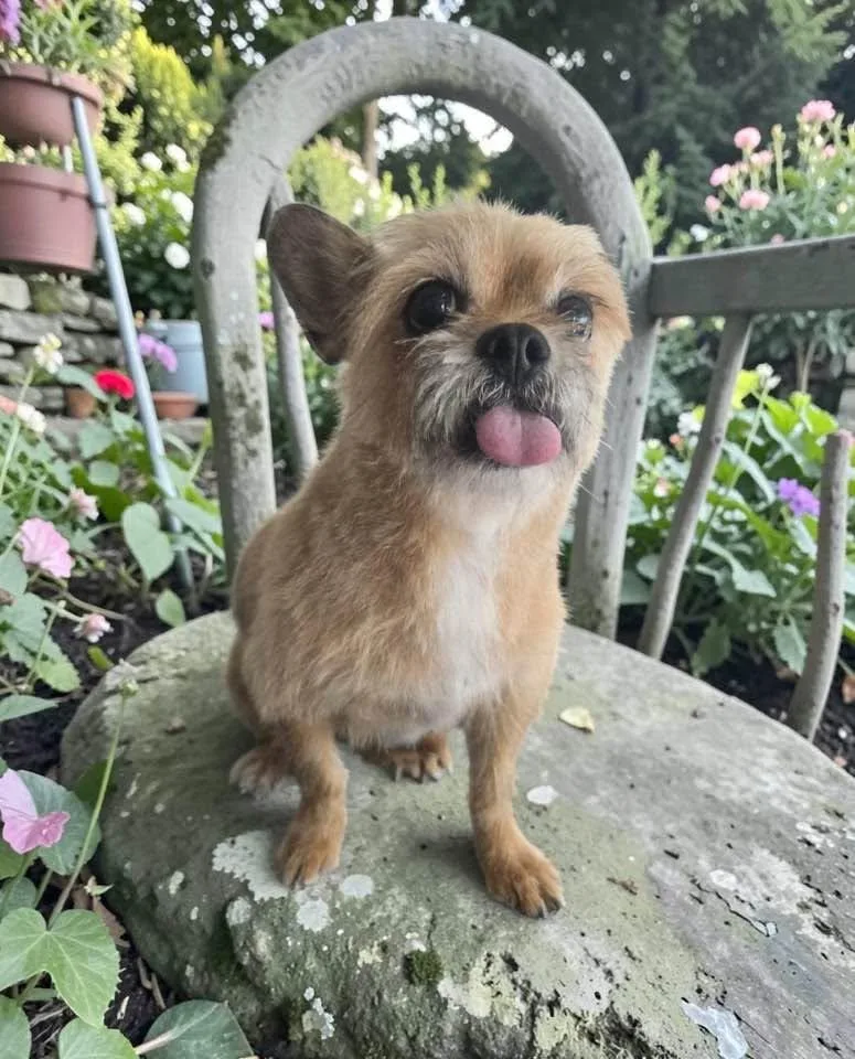 An adult small-sized female Brussels Griffon dog named Coco for adoption in Las Vegas, NV