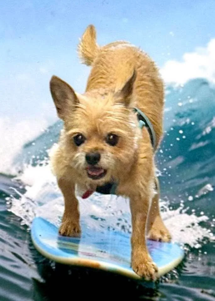 Coco thumbnail 3