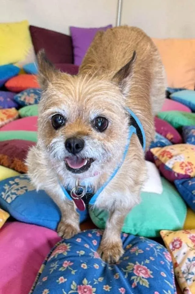 Coco thumbnail 4
