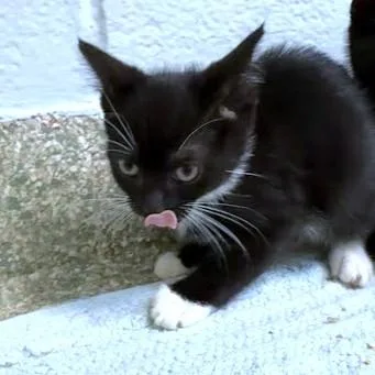 A baby small-sized female Domestic Short Hair cat named Cynder for adoption in Washington, DC