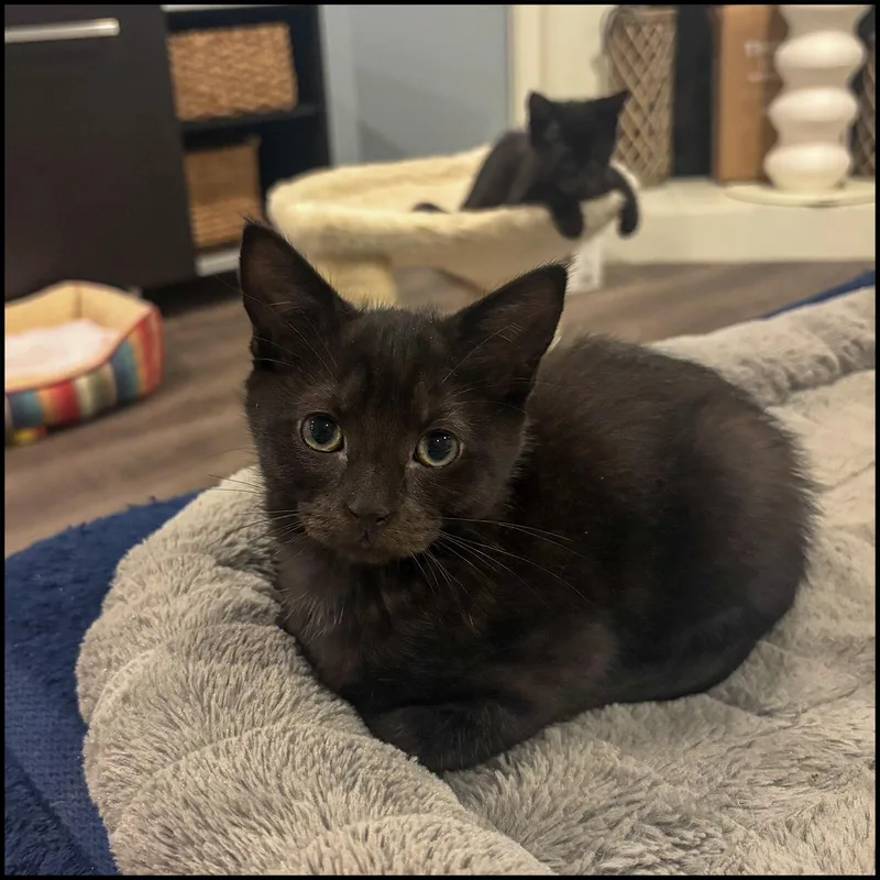 A young medium-sized male Black Domestic Short Hair cat named Romeo for adoption in Roswell, GA