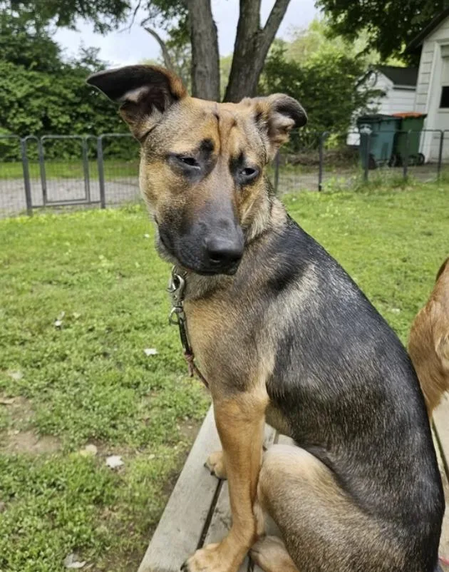 A young medium-sized female Bicolor Shepherd dog named Blue Cheese for adoption in Pleasant Valley, NY