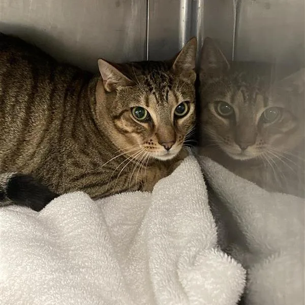 An adult large-sized male Brown / Chocolate Domestic Short Hair cat named Charmander for adoption in Long Beach, CA