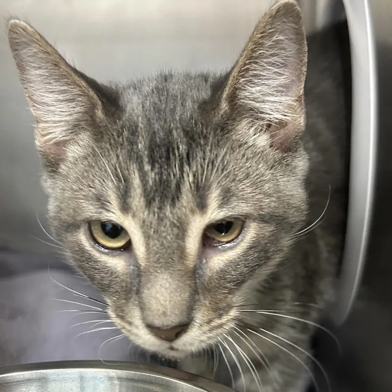 A young small-sized male Gray / Blue / Silver Domestic Short Hair cat named Cannon for adoption in Lakeland, FL
