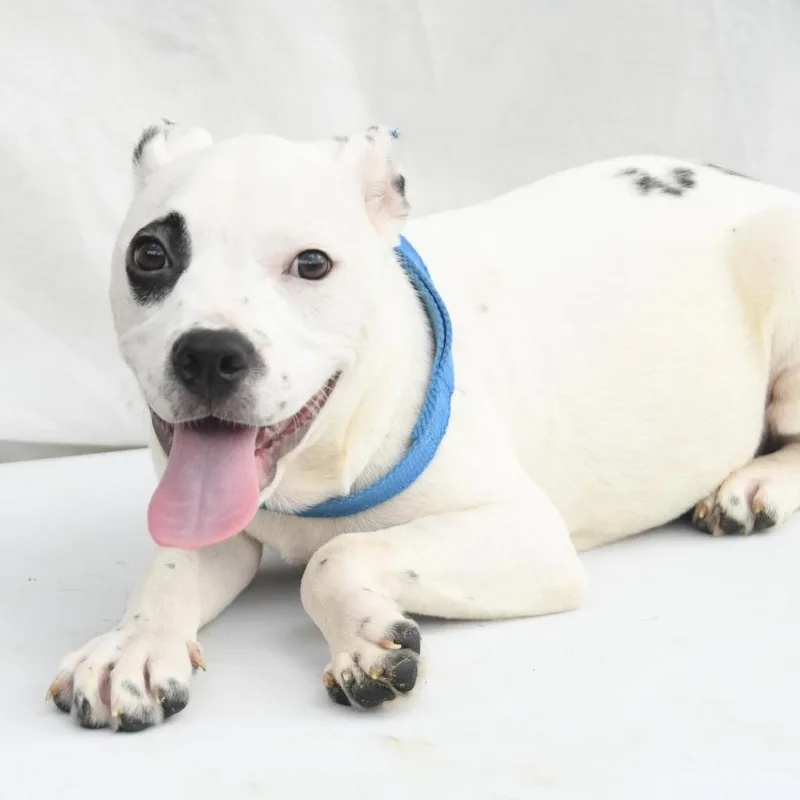 A baby medium-sized female White / Cream Terrier dog named Lumi for adoption in South Elgin, IL