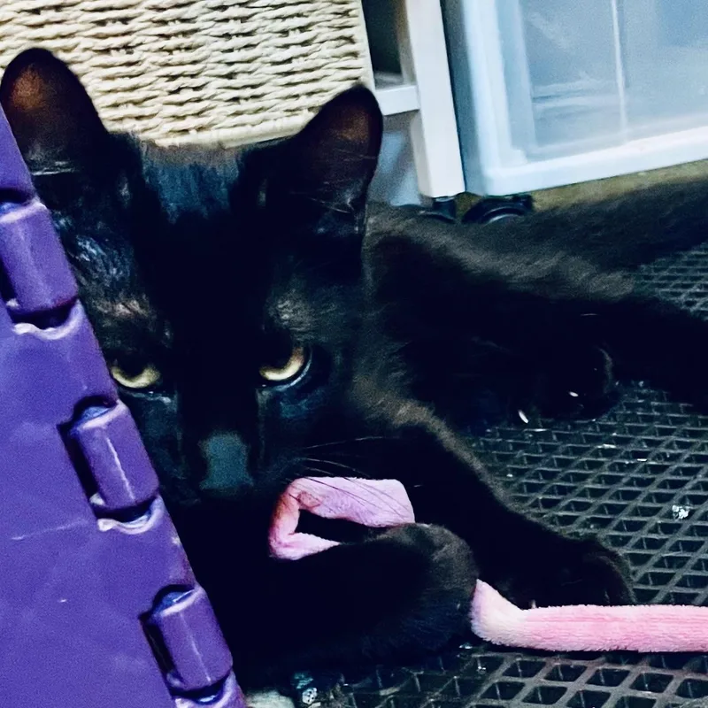 A young medium-sized male Black Domestic Short Hair cat named Latte for adoption in Woodbridge, VA