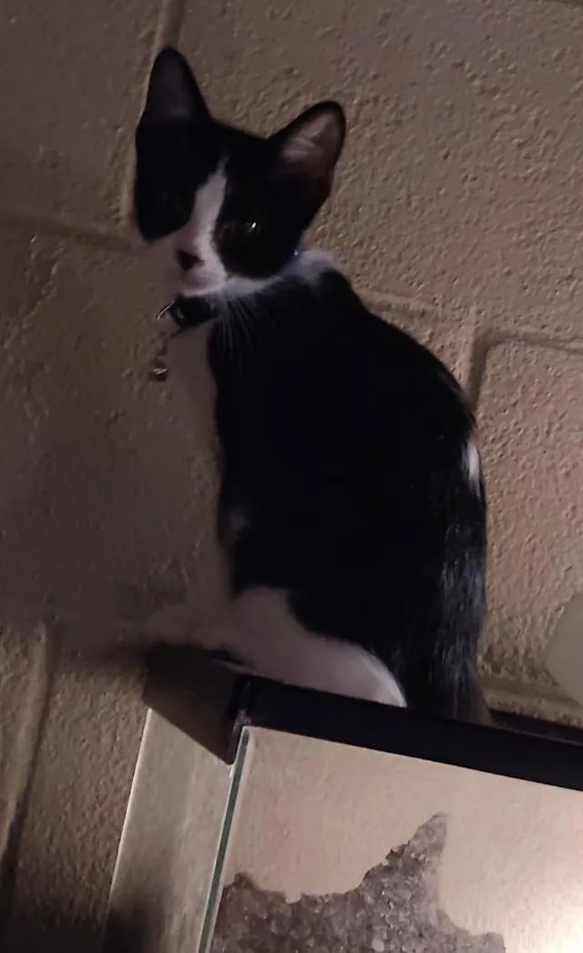 A baby medium-sized male Black & White / Tuxedo Domestic Short Hair cat named Eddie for adoption in Findlay, OH