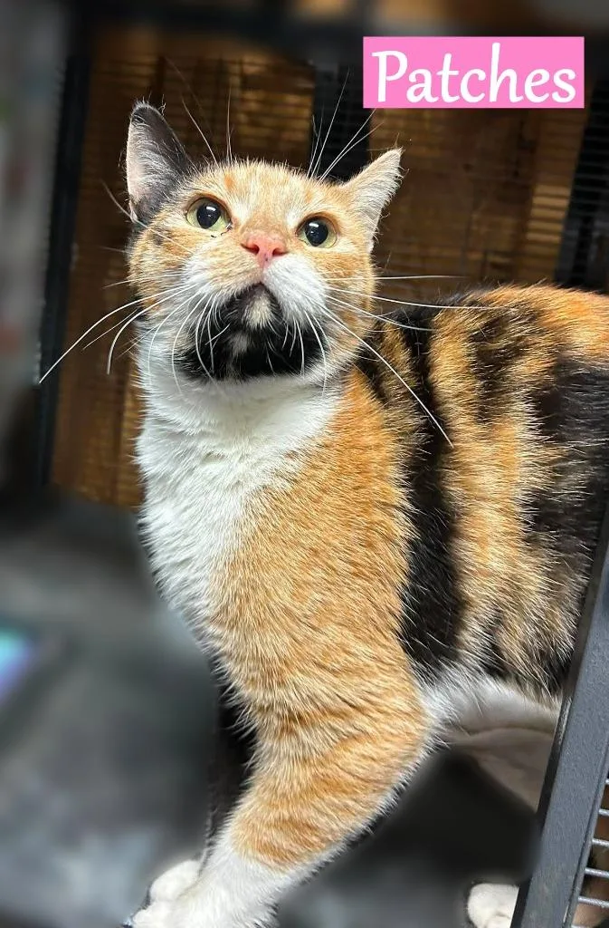 A young medium-sized female Domestic Short Hair cat named Patches for adoption in Hoover , AL