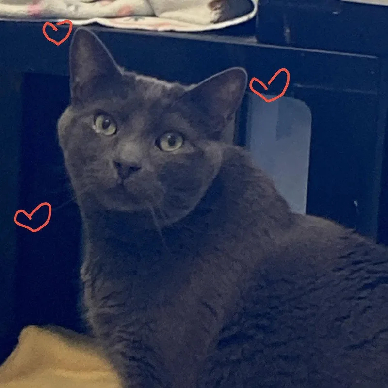 A senior medium-sized male Domestic Short Hair cat named Max for adoption in New Castle, DE