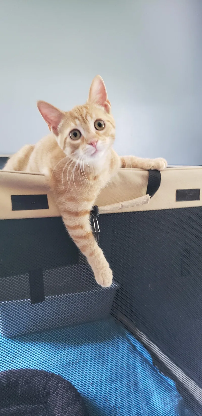 A baby medium-sized male Orange / Red Domestic Short Hair cat named Strummer for adoption in Cincinnati, OH
