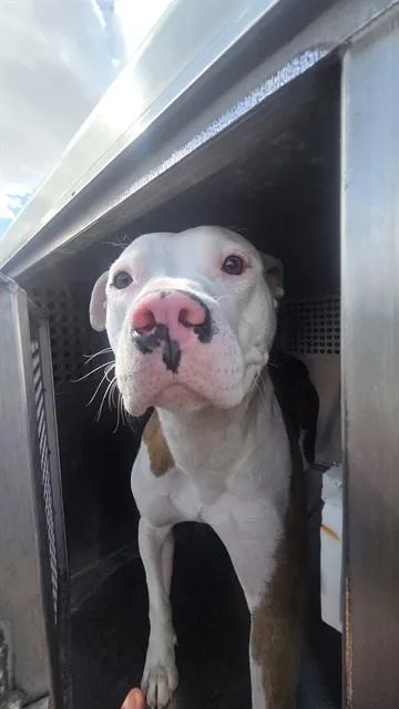 A young large-sized female Pit Bull Terrier dog named Strawberry for adoption in Phoenix, AZ