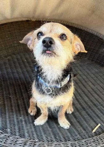 An adult small-sized male Terrier dog named Chico for adoption in San Diego, CA