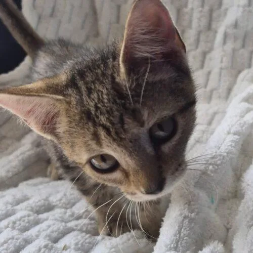 A baby small-sized female Tabby (Gray / Blue / Silver) Domestic Short Hair cat named Frannie j for adoption in Tampa, FL