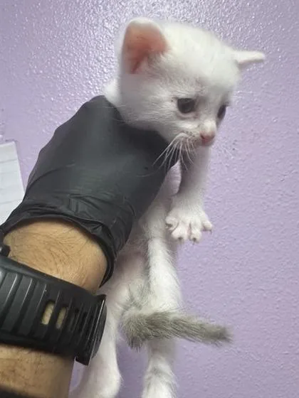 A baby small-sized female White Domestic Short Hair cat named 61647741 for adoption in El Paso, TX