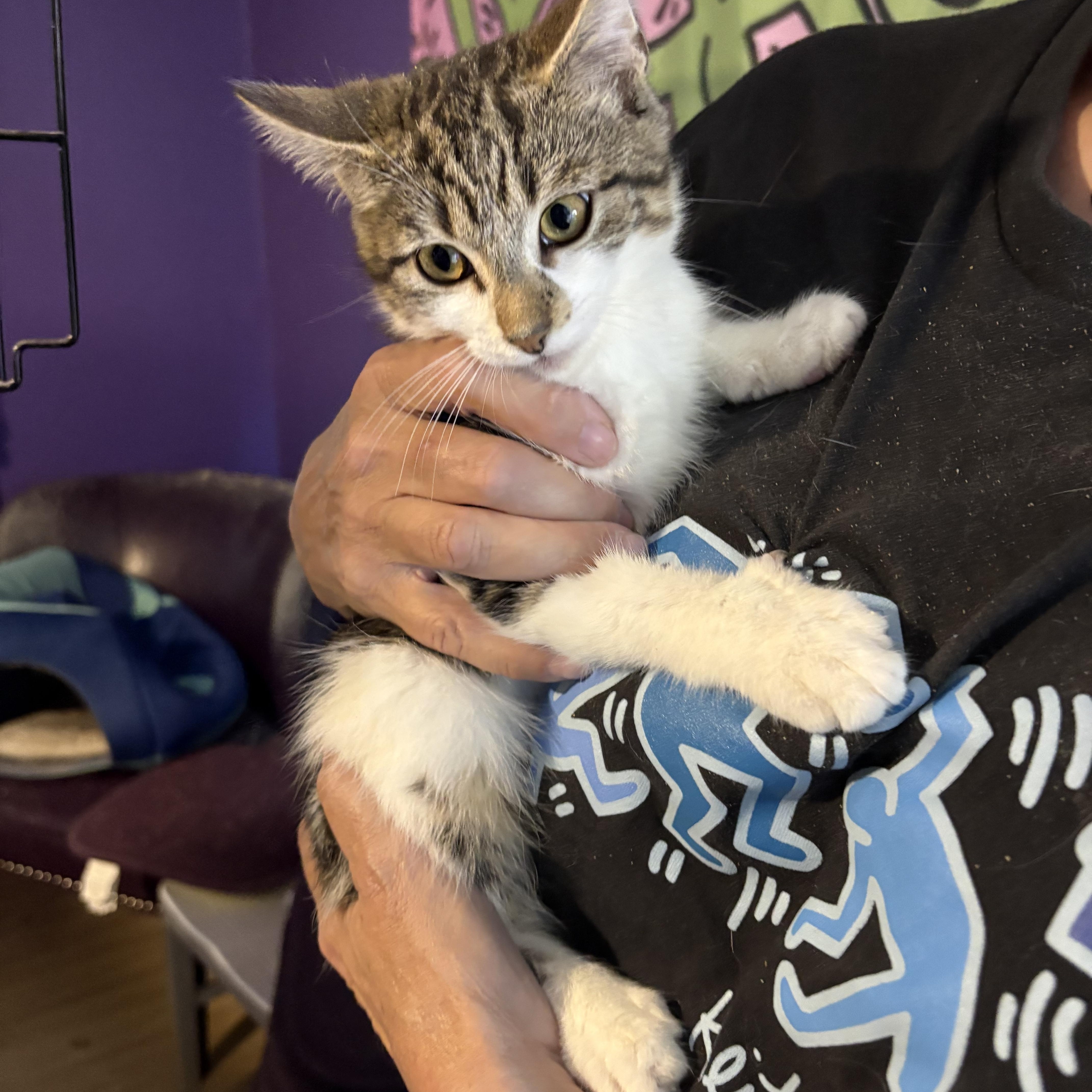 A baby medium-sized female Gray & White Domestic Short Hair cat named George for adoption in Roslyn Heights, NY