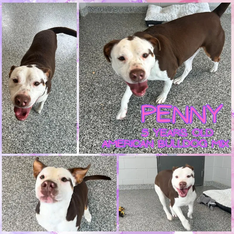 An adult large-sized female White / Cream Pit Bull Terrier dog named Penny for adoption in Franklin, IN