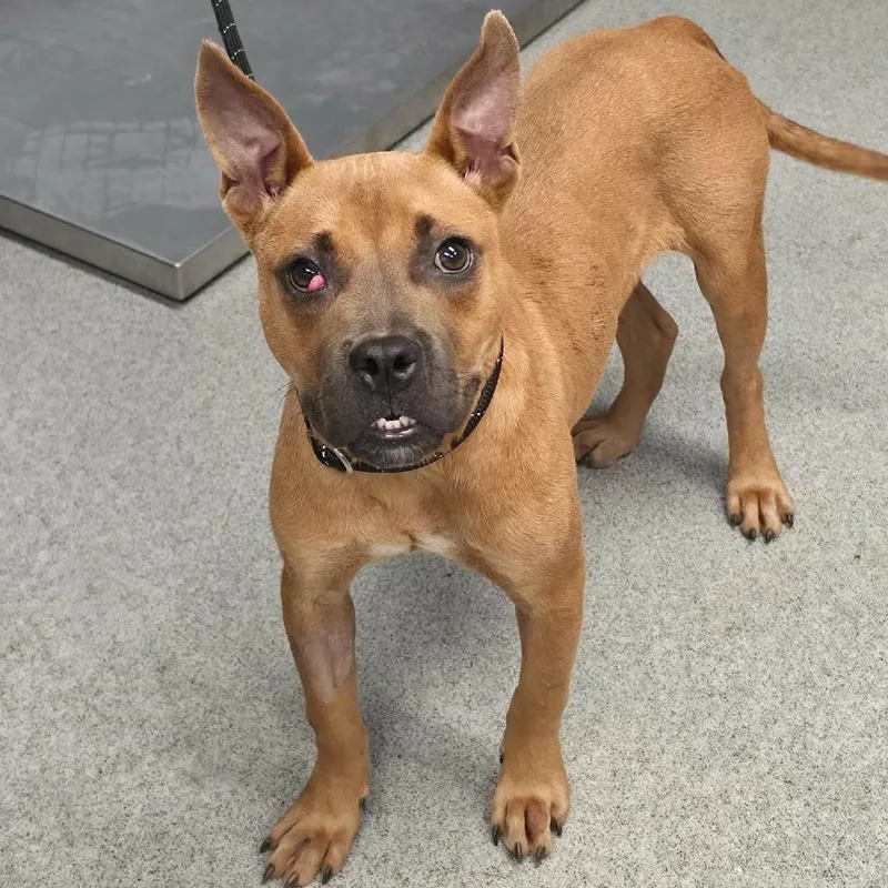 An adult medium-sized male Brown / Chocolate Mixed Breed dog named Willie for adoption in Martinsville, VA