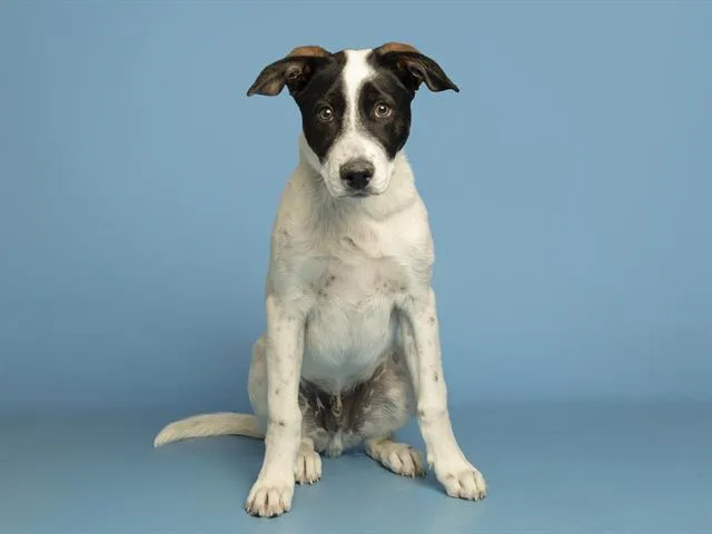 A baby small-sized male Saint Bernard dog named Ollie for adoption in Phoenix, AZ