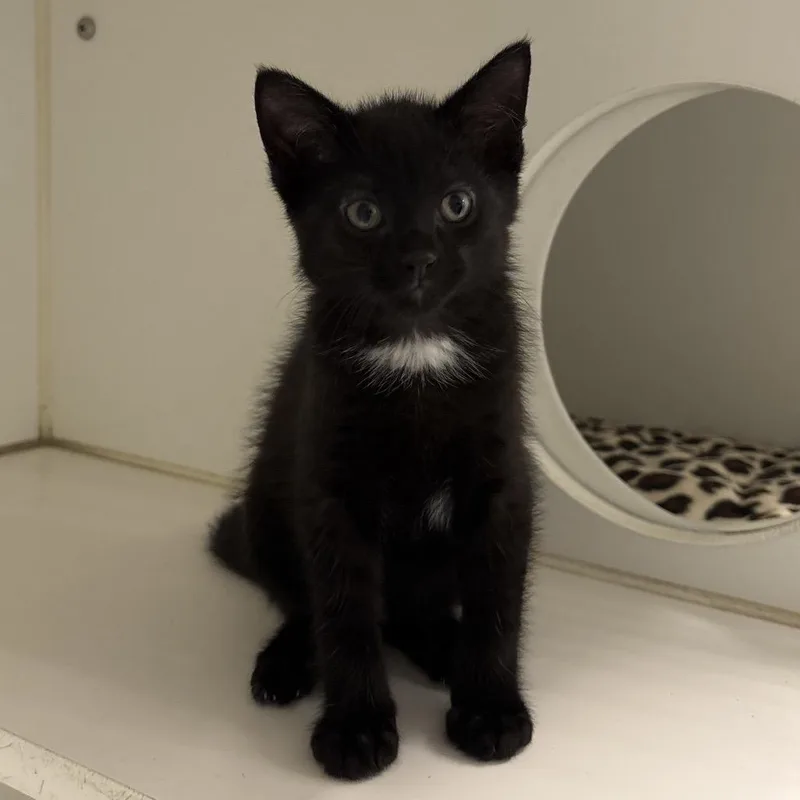 A baby small-sized male Black Domestic Short Hair cat named Dawson for adoption in Naperville, IL