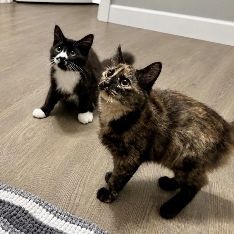 A baby small-sized female Domestic Medium Hair cat named Pickled Pepper for adoption in Richmond, VA