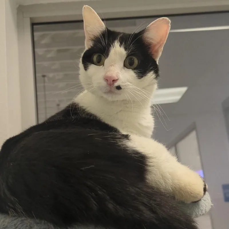 An adult medium-sized female Black Domestic Short Hair cat named Snazzy for adoption in Point Richmond, CA