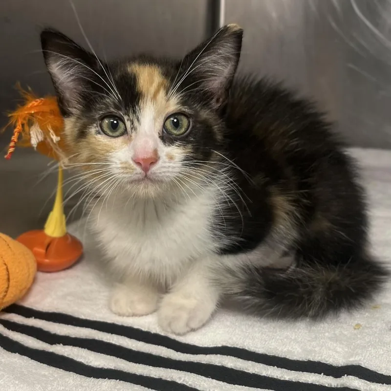 A baby small-sized female Calico Domestic Short Hair cat named Cadillac for adoption in Palm Springs, CA
