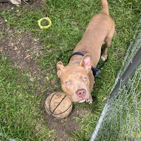 A young large-sized male Brown / Chocolate Pit Bull Terrier dog named Bubba for adoption in Dallas, TX