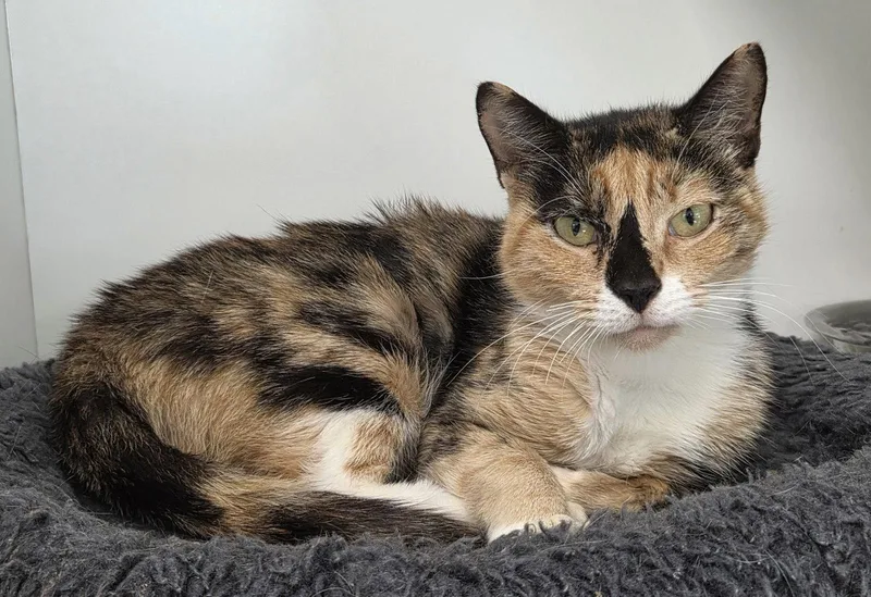 A young medium-sized female Domestic Short Hair cat named Dippin Dots for adoption in Satellite Beach, FL