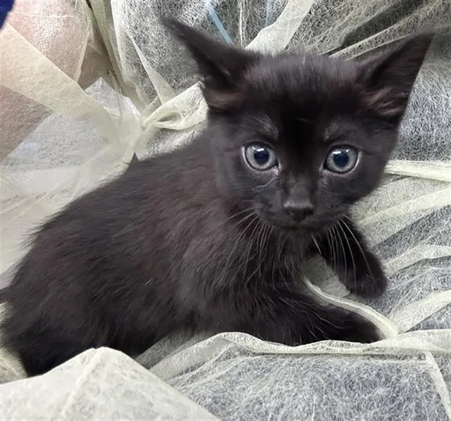 A baby medium-sized male Domestic Short Hair cat named Disney for adoption in Dallas, TX