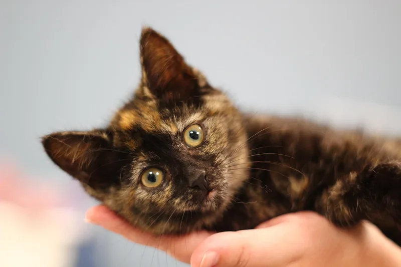 A baby small-sized female Domestic Short Hair cat named Banana Nut Muffin for adoption in Toledo, OH