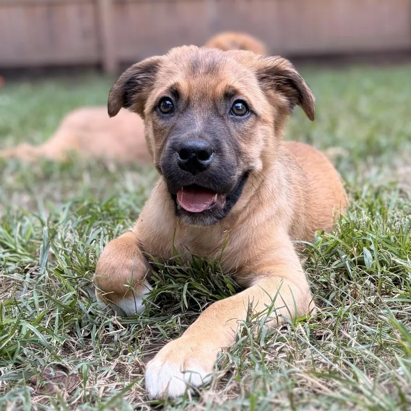 A baby large-sized male Hound dog named Clove for adoption in Durham, NC