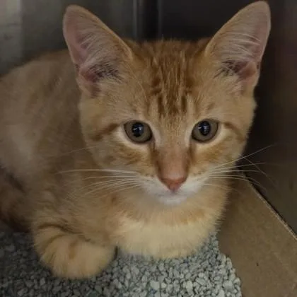 A baby small-sized male Domestic Short Hair cat named Simba for adoption in Voorhees, NJ