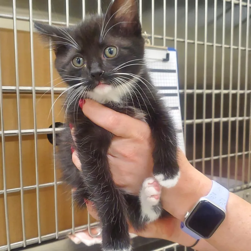 A baby small-sized female Black Domestic Short Hair cat named April Ludgate for adoption in Novelty, OH