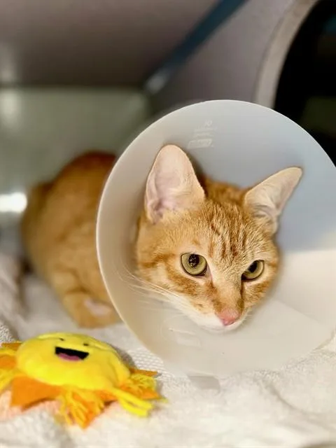 A young medium-sized female Domestic Short Hair cat named Willow for adoption in Agoura, CA