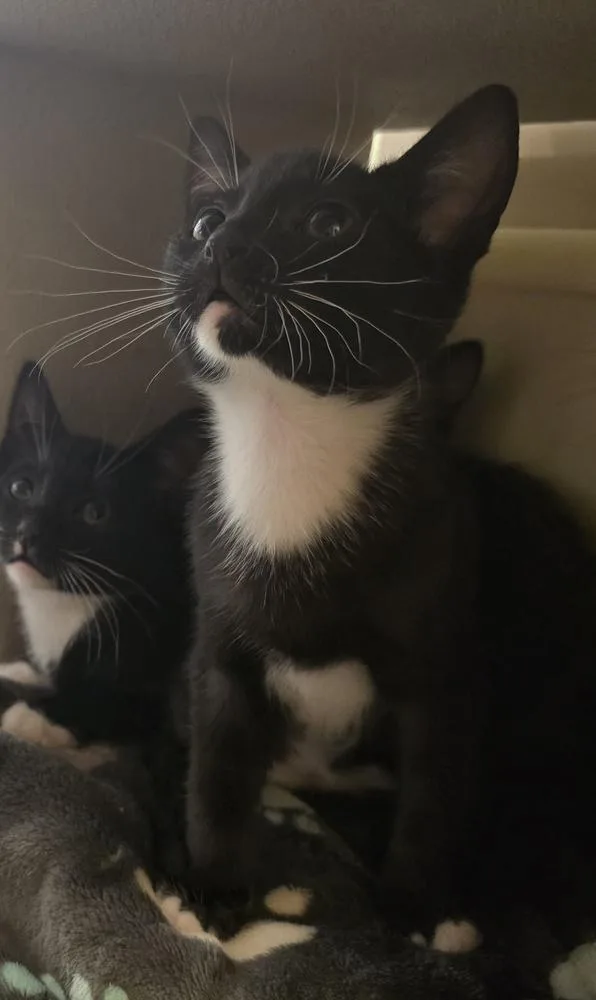 A baby small-sized male Black & White / Tuxedo Domestic Short Hair cat named Onion for adoption in Ruskin, FL