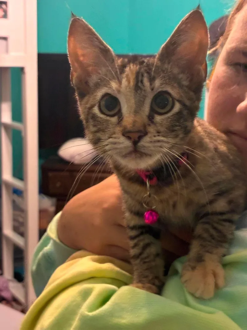 A baby medium-sized female Domestic Short Hair cat named Regina George for adoption in Rochester , NY