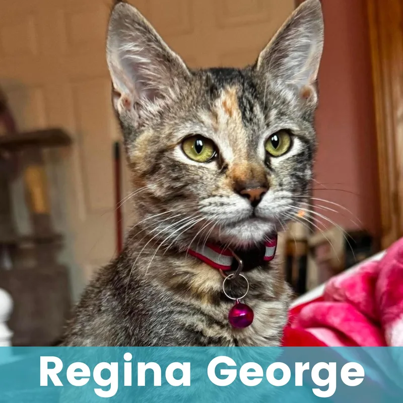 Regina George thumbnail 3