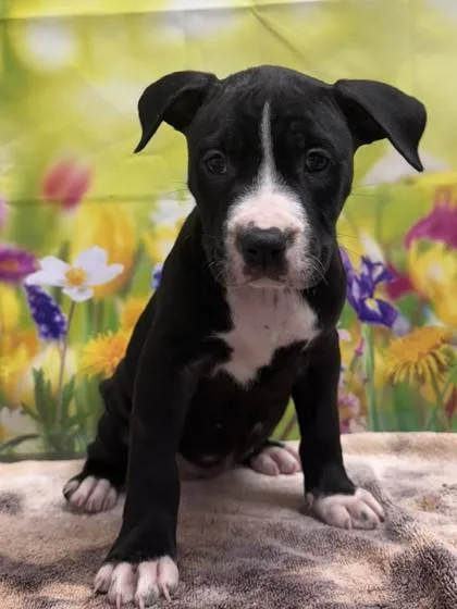 A baby small-sized male American Staffordshire Terrier dog named Burrito for adoption in San Antonio, TX