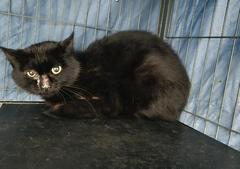 An adult large-sized female Black Domestic Short Hair cat named Rizzo for adoption in Dickson, TN