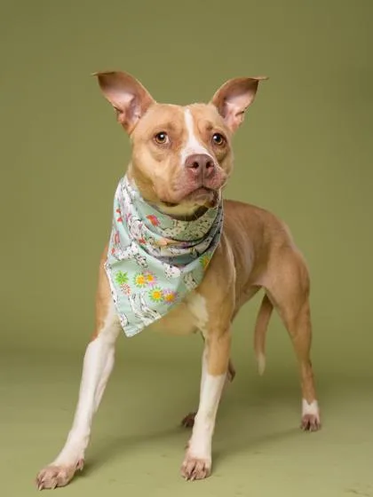 A young medium-sized female Mixed Breed dog named Mama Girl for adoption in Atlanta, GA