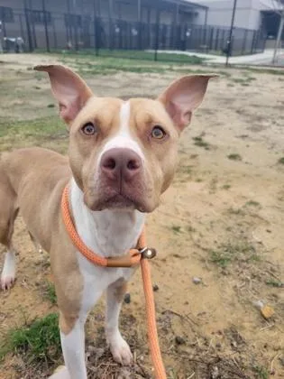 Mama Girl thumbnail 3