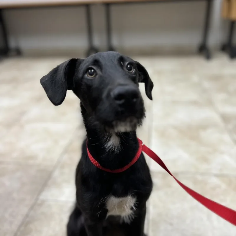 A young small-sized male Black Terrier dog named Vernon for adoption in Galveston, TX