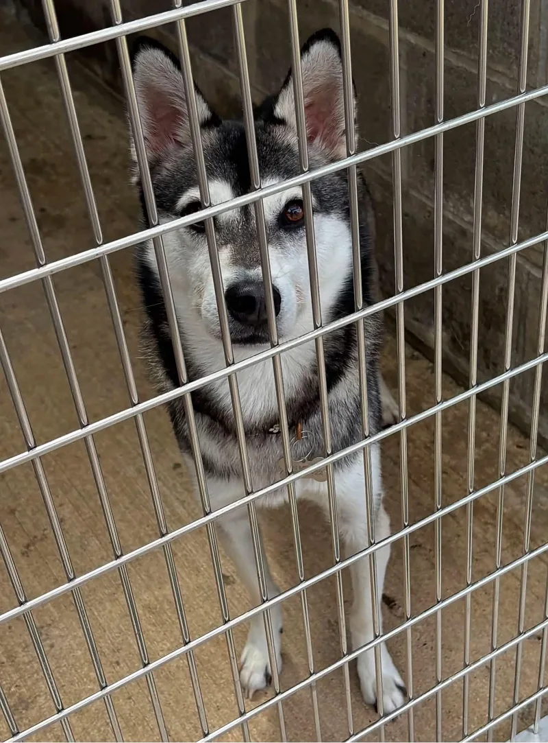 A young medium-sized male Gray / Blue / Silver Klee Kai dog named Kai for adoption in Tillamook, OR