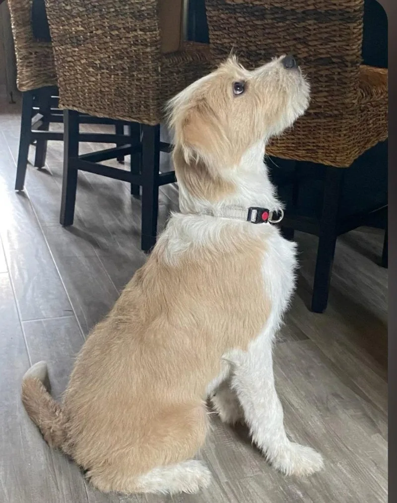 Benji