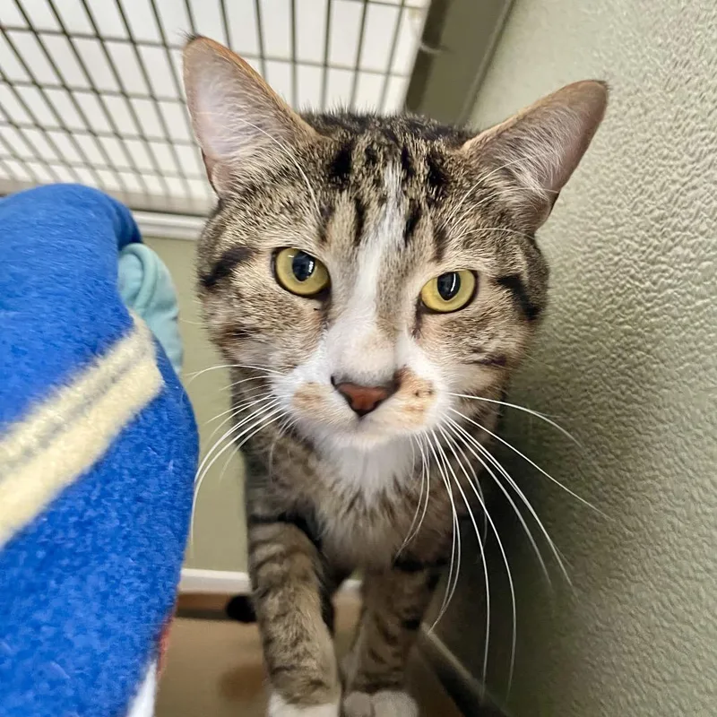 An adult medium-sized male Brown / Chocolate Domestic Short Hair cat named Potatoes for adoption in Deerfield, IL